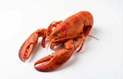 live lobster