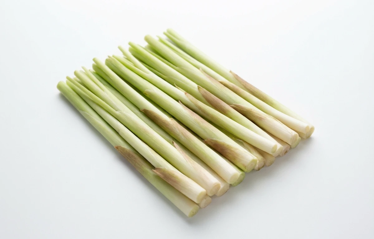 narrow leaf shoots cattail