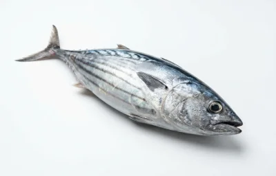 ladyfish