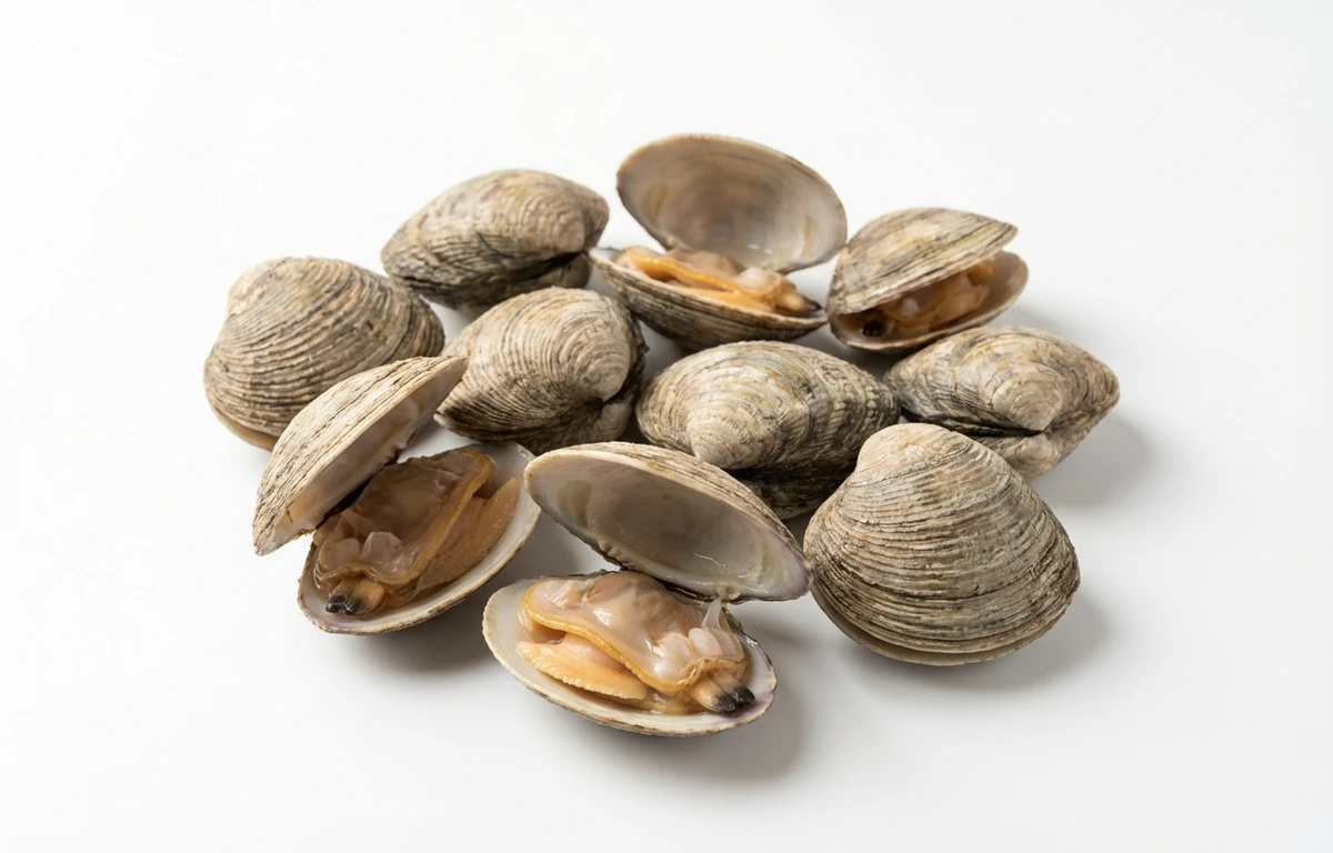 quahogs