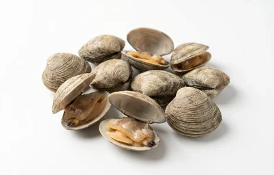 quahogs