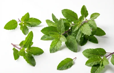 holy basil