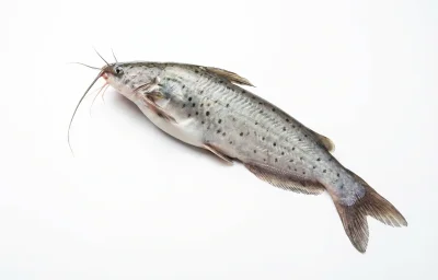 pabda catfish