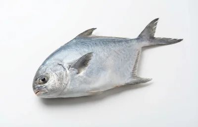 kite fish