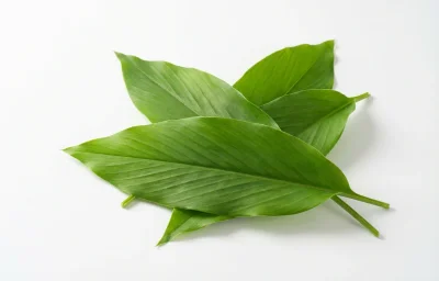 turmeric leaves
