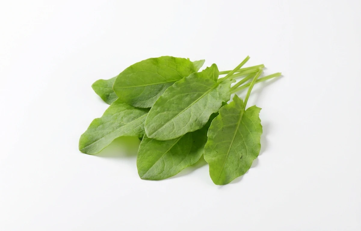 rumex leaves