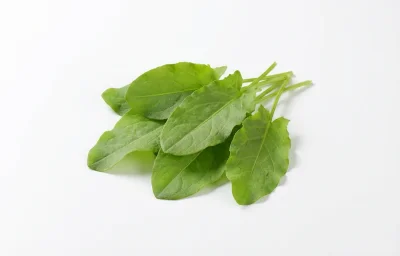 rumex leaves
