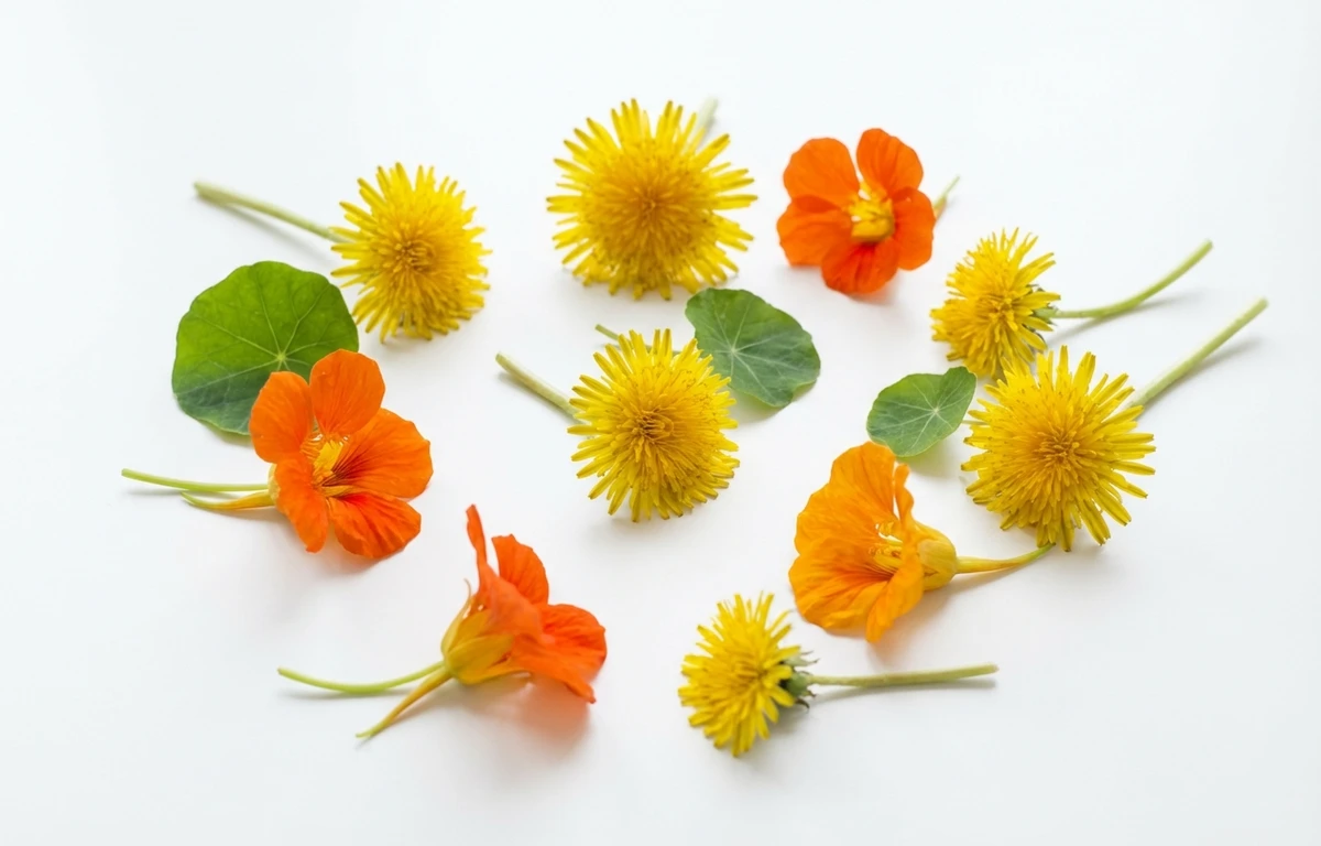 bitter flowers