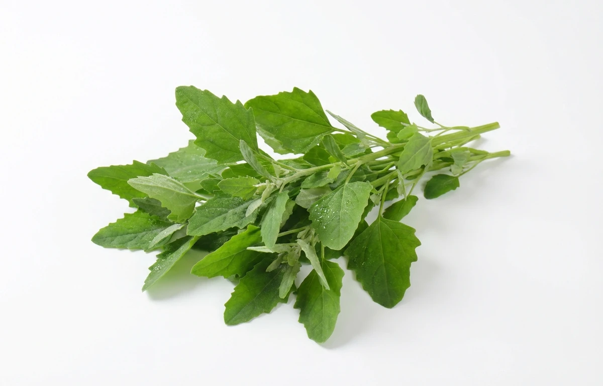 lambs quarters