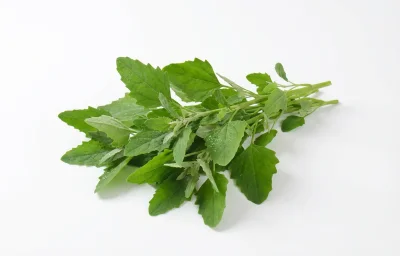 lambs quarters
