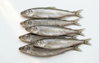 smelt