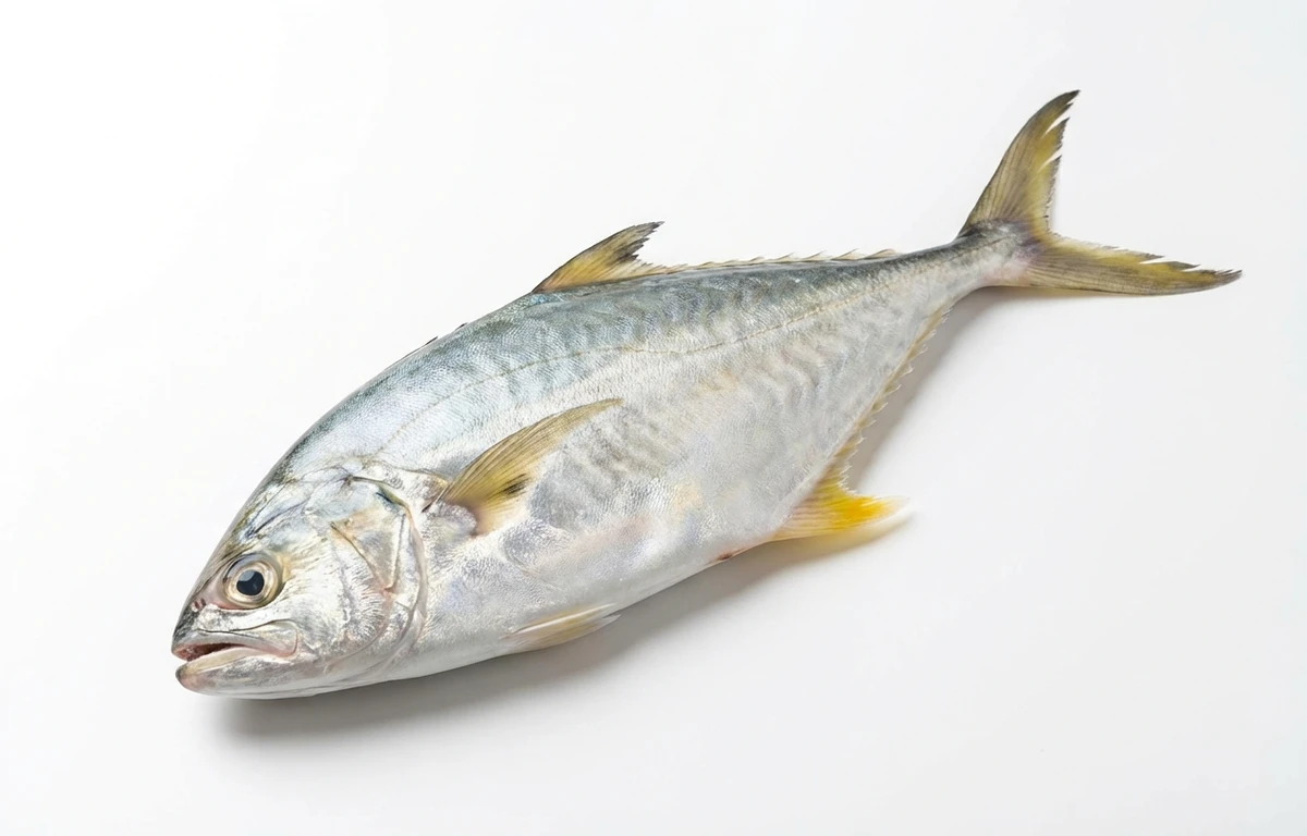 queen fish