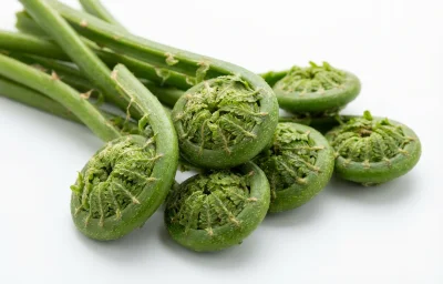 fiddlehead ferns