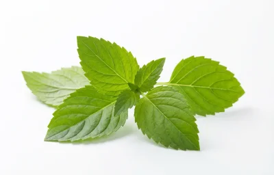 thimare leaves