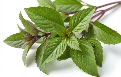 thai basil leaves