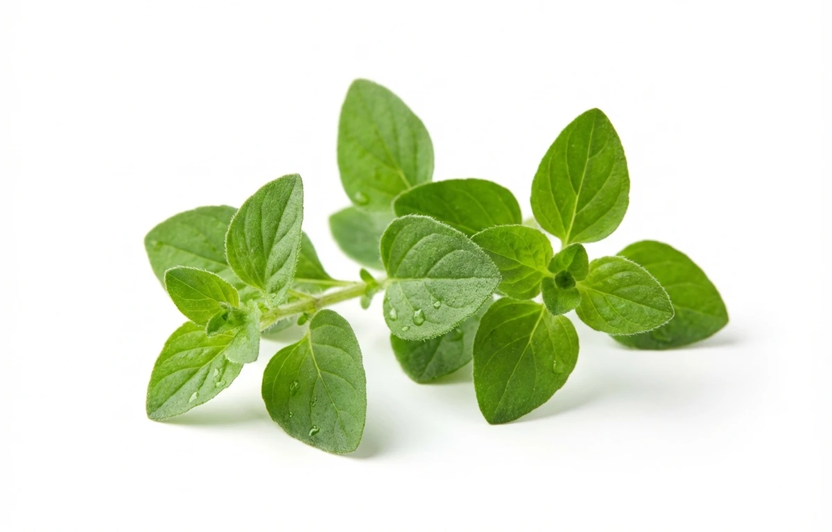 fresh oregano