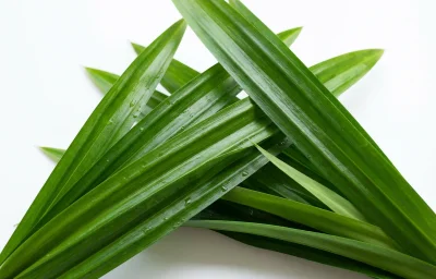 screw pine leaves