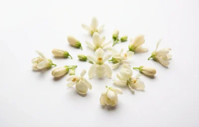 moringa flowers