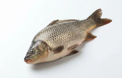 mola carplet
