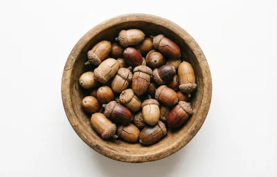 dried acorn