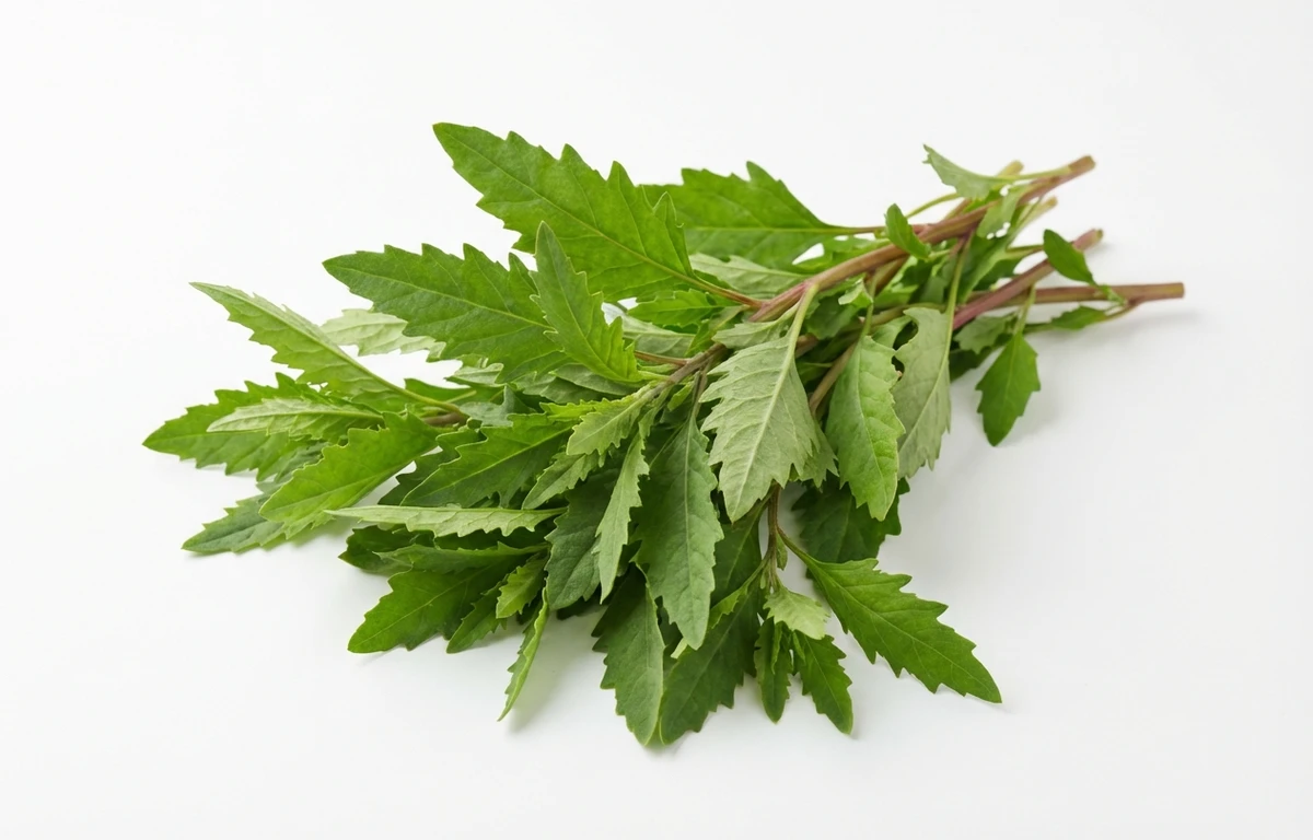 raw epazote