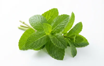fresh mint leaves